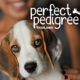 Perfect Pedigree Logo